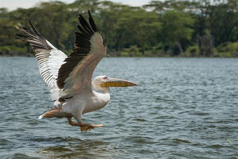 Aus wikipedia, der freien enzyklopädie. Naivasha See stockfoto. Bild von hyazinthe, baum, wasser ...