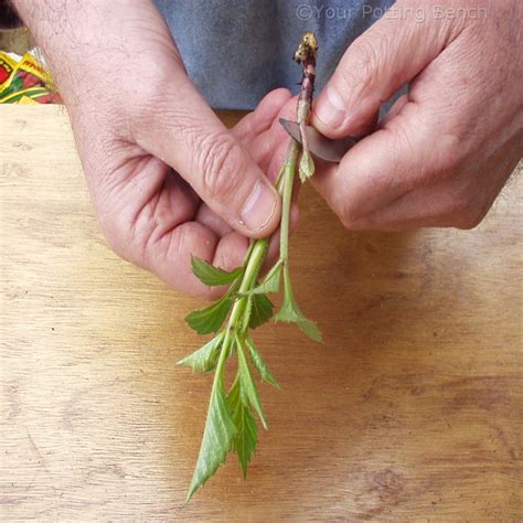This simple tutorial shows how to take cuttings from your pothos houseplant timing: How to take Dahlia cuttings
