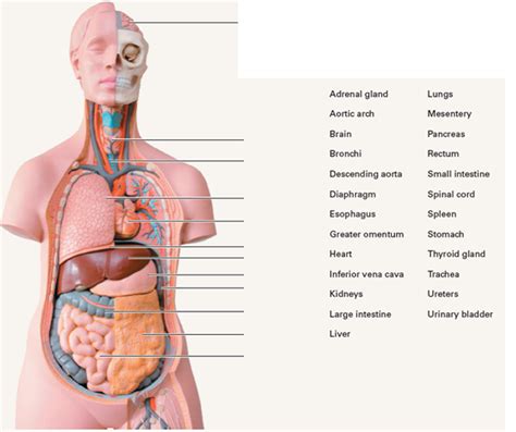 Picture of heart with labels heart. Examining the Human Torso ModelUsing the terms at the r ...