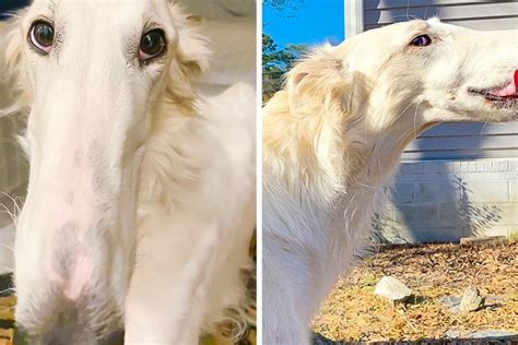 Собака с аномально длинным носом стала интернет-звездой