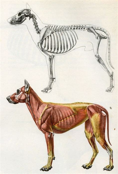 An illustration of an open book. muscles | Dog anatomy, Canine drawing, Animal sketches