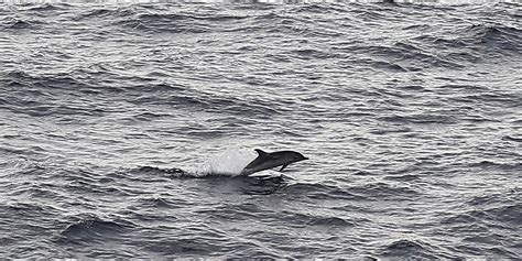 Dans la bouche de la damme femme enceinte avec cheval porno film complet porno zoophile c'est une femme qui fait l'amour avec un cheval allume feux de l'amour avec elle a saute jimmy du tout. Un dauphin en rut sème un vent de panique dans le Finistère