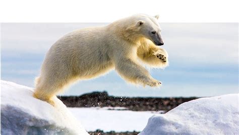 Des centaines de rubriques pour des milliers de photos ou images. Un ours polaire arrive sur la terre ferme... sur un iceberg