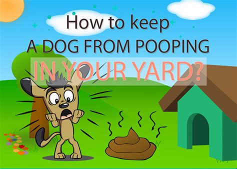 This is because the smell will attract dogs who would otherwise have no desire to enter your property. How to Keep a Dog from Pooping in your Yard? INFOGRAPHIC