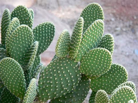 Although many varieties thrive in the. Opuntia microdasys var. pallida - Bunny Ears Cactus ...