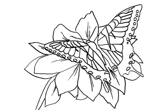 Coloring is essential to the overall development of a child. Monarch Butterfly And Flower Coloring Page - Kids ...