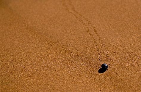 Jeden tag tausende neuer bilder garantiert kostenlos hochwertige videos und bilder von pexels. Spuren im Sand Foto & Bild | käfer Bilder auf fotocommunity