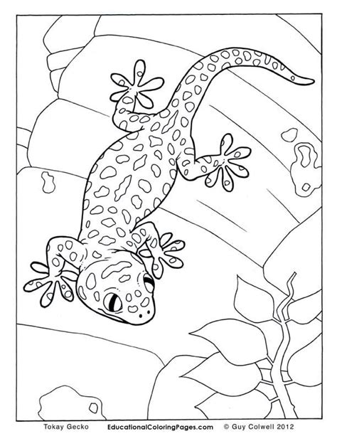 I drew a crested gecko yesterday and decided to turn it in feel free to download it and color it. Gecko Coloring Pages - Coloring Home