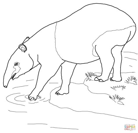 The geographic division between malayan and indochinese tigers is unclear as tiger populations in northern malaysia are contiguous with those in southern thailand. Malayan Tapir coloring page | Free Printable Coloring Pages