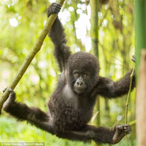 Mostly just big bears, muscle chubs/bears & daddies that i find interesting in one way or another. Baby gorilla shows off as he does the splits and hangs ...