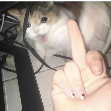 Check spelling or type a new query. crying cat meme - Google Search | Kitten and puppy, Crying ...