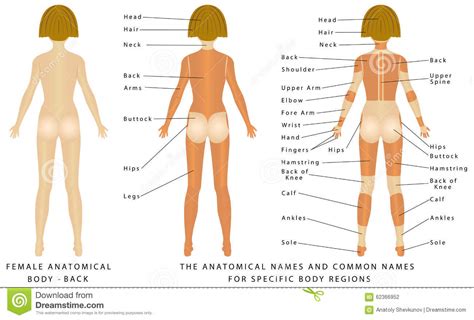 Corresponds common names on a model, skeleton, or person. Female Body - Back Stock Vector - Image: 62366952