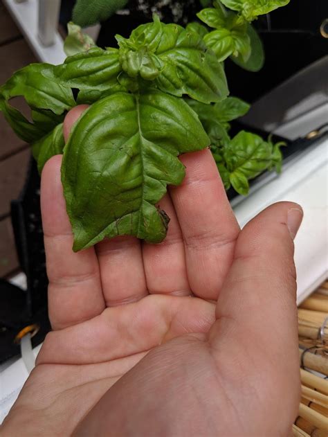 Basil leaves have got antiseptic properties and are therefore, used in the treatment of ulcers, cuts and wounds. Herbs forum: What's eating my basil? - Garden.org