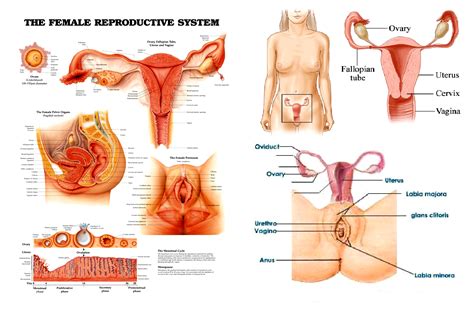 Female body internal organs chart with labels on white background. ANATOMY OF THE FEMALE REPRODUCTIVE SYSTEM - ourdiagnosis