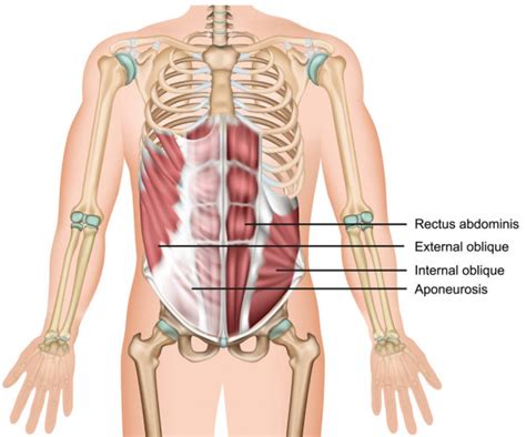 Find cash advance, debt consolidation and more at voiceofthemonkey.com. Shoulder Muscles Diagram Labeled - Shoulder Glenohumeral Joint Human Anatomy Vector Diagram ...