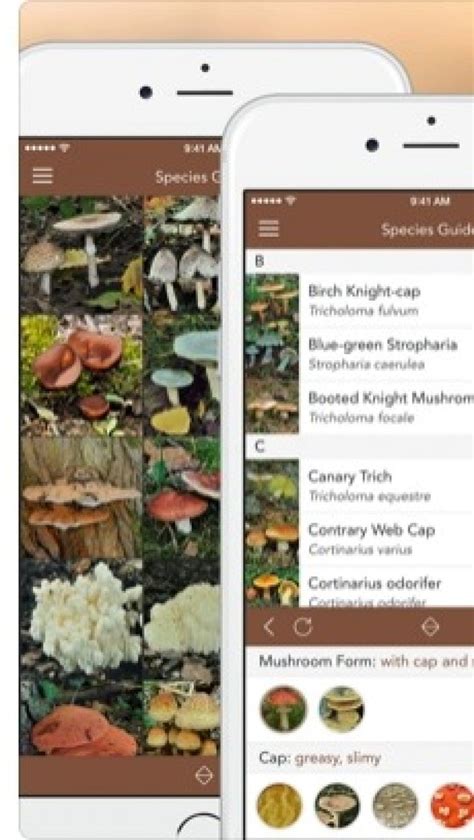 Best mushroom identification apps rogers mushrooms app (ios, android) people who have tried to id mushrooms online before might be familiar with roger's mushrooms. 7 Best Mushrooms Identification Apps for Android & iOS ...