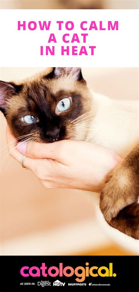 However, when it comes to. How To Calm Down Your Cat In Heat | Cat in heat, Cat in ...