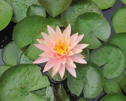 Palmer #alfred palmer #lily pad #water lily #kitten #1930's #pond #view from above #cat #high angle shot #acquatic plant #leaf #giant leaf #leaves #oversized. Changeable Hardy Water Lily Pink Grapefruit | Bunga ...