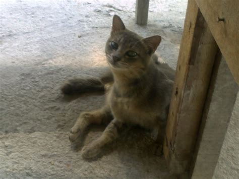 Maybe you would like to learn more about one of these? Kucing Jalanan Pun Ada Yang Macho...Macam Mamat Kelabu ...