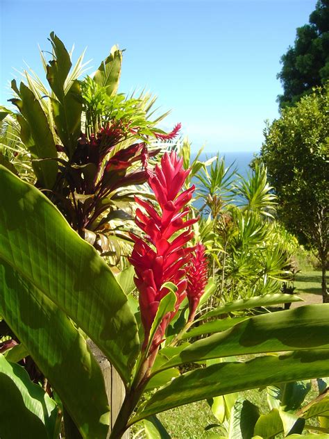 Alpinia purpurata, red ginger, also called ostrich plume and pink cone ginger, are native malaysian plants with showy flowers on long brightly colored red bracts. Pin by Michelle Schwank on The Beauty of Hawaii | Maui ...