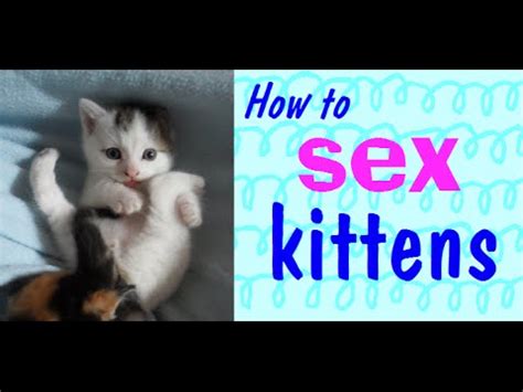 What is so essential that anyone would need that information for. How to sex kittens. - YouTube