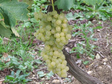 Sie ist eine der ältesten und heute die. Ugni blanc