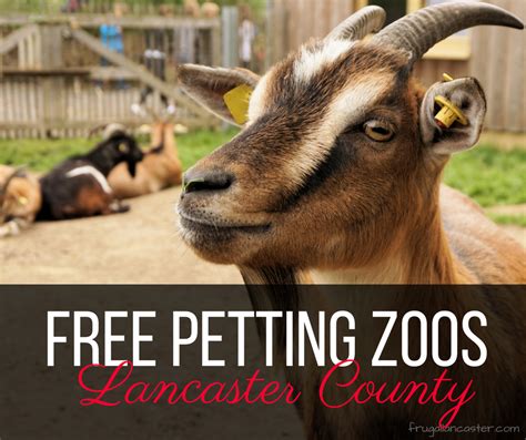 A petting zoo and kids go together like cookies and milk. FREE Petting Zoos in Lancaster County