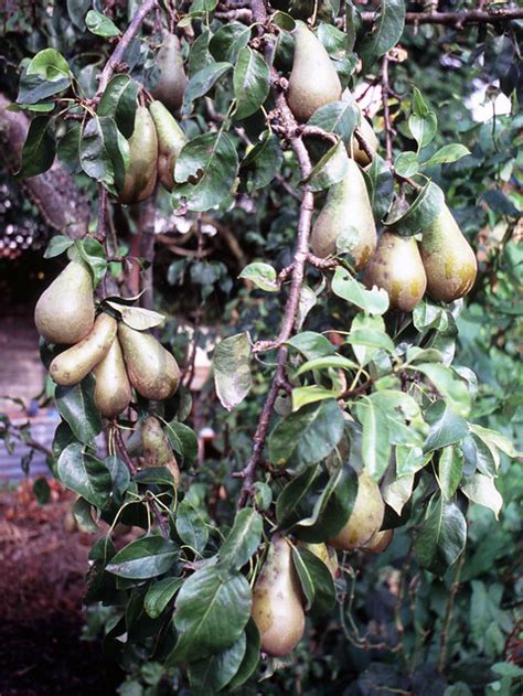 6 how to grow anjou pear tree. pear tree | Flickr - Photo Sharing!