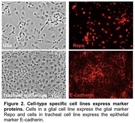 Tips and techniques for continuous cell lines. Cell Culture Research Combines with Co-60 gamma-ray source ...