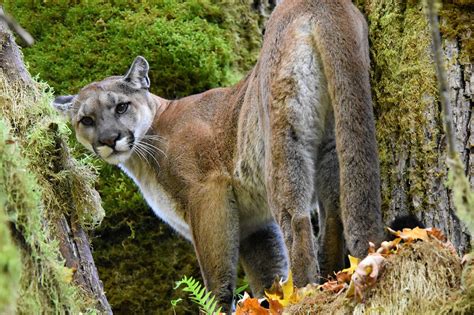 Fotos von pumas grosse katze sprung tiere 1600x1200 der puma ist in nord und südamerika zu hause. Der Puma - Elegante Katze auf dem Amerikanischen Kontinent