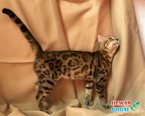 Jenis, merk, harga terbaru 2020. Dijual Kucing Bengal Jantan PEDIGREE | HewanDijual.com