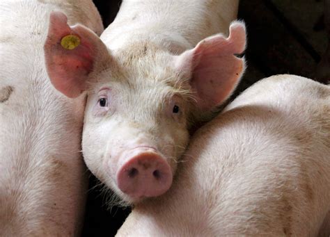 Sounds like it's vietnamese pork belly that makes this viet. Deadly Virus May Kill 2.5 Million Pigs In The Coming Year ...
