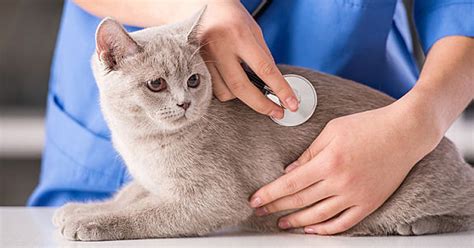 Are vaccines worth it?* by christine wilford, dvm. Essential and Non-essential Cat Vaccines - Cute Home Pets
