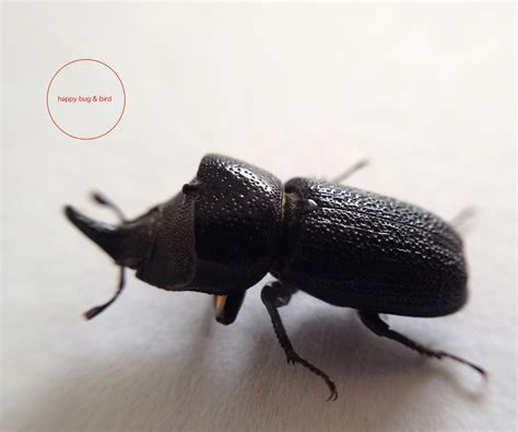 *provides training for all of our technicians at least twice a month. Rugose Stag Beetle（Sinodendron rugosum Lucanidae) 060317 ...