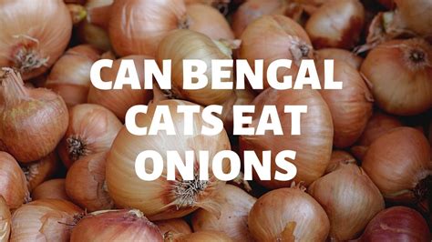 Unfortunately, giving cats spicy foods can potentially make them seriously ill. Can Bengal Cats Eat Onions? - Authentic Bengal Cats