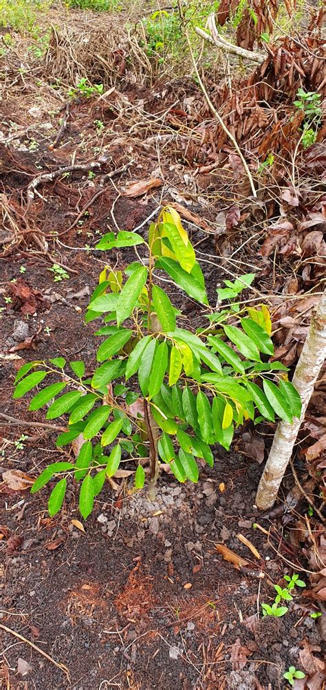 Durian duri hitam batang besar. Warisan Petani: Tanam Durian Menggantikan Pokok Getah Balak