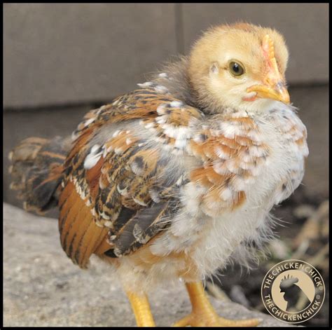 Compact size makes this variety ideal for the home landscape. About Aggressive Roosters | The Chicken Chick®