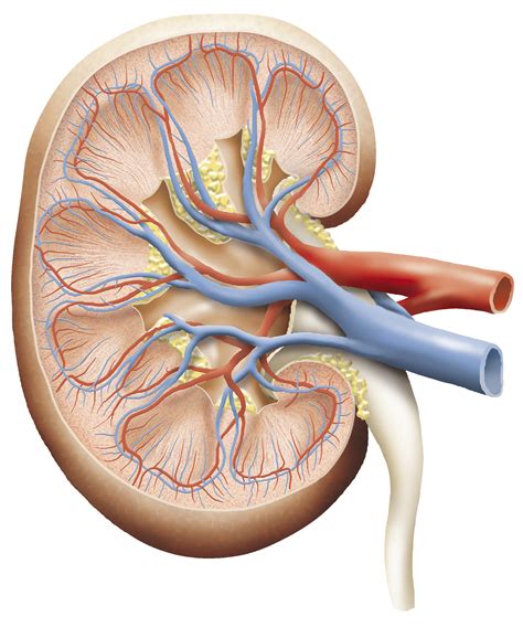 Bladder cancer information including symptoms, diagnosis, treatment, causes, videos, forums, and local community support. Upper Urinary Tract Cancer - Causes and Diagnosis ...