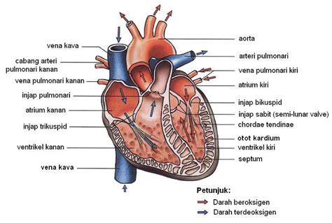 Nota biologi tingkatan 4 bab 2. Biologi 4 5: Jantung
