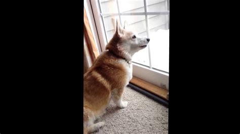 Barking and dagenham police wrote in a tweet, police were called at around 1920hrs to reports of damage caused to roofs. Welsh Corgi barking and howling at tornado siren - YouTube
