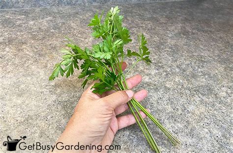 Well, this depends on an individual. How To Preserve & Store Fresh Parsley - Get Busy Gardening