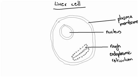 Maybe you would like to learn more about one of these? Diagram and Wiring: Diagram Of Nucleus With Labelling