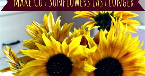 How can i make my flowers last longer. Sunny Simple Life: Make Cut Sunflowers Last Longer