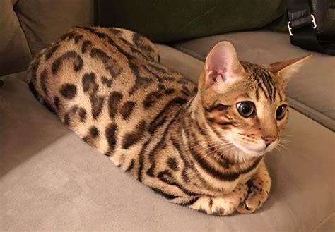 Discover our bengal kittens & cats that are currently for sale. Orange Kittens For Free Near Me