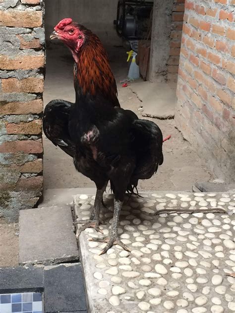 Biaya pakan ekonomis pembesaran ayam bangkok dan ayam kampung asli. 5# Cara Ternak Ayam Bangkok Bagi Pemula
