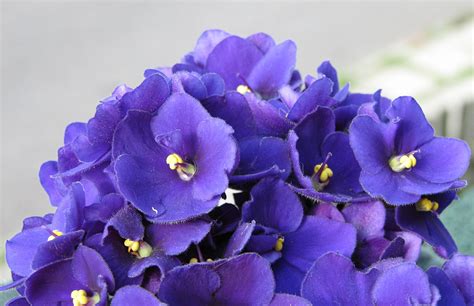 Free violet Stock Photo - FreeImages.com
