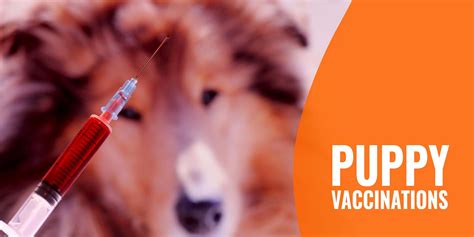 How frequently does my pet need to be vaccinated? Puppy Vaccinations - List of Shots, Schedule, Timeline ...
