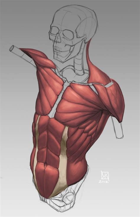 Torso muscle anatomy for artist. Character Anatomy | Torso