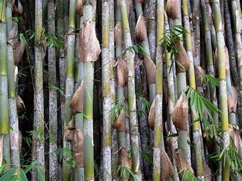 Bambu merupakan bahan material yang sangat mudah diolah dan dikreasikan menjadi kerajinan tangan yang unik menarik dan berbeda karena sifatnya yang lentur dan kuat. 15 Ide Kreatif Cara Membuat Kerajinan dari Bambu