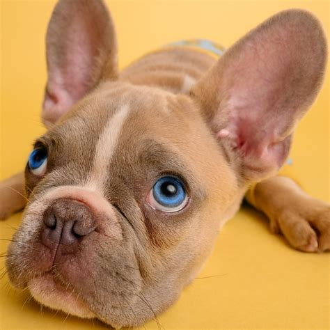 Blue english bulldog with blue eyes on the hollywood walk of fame. Blue French Bulldog Puppy Eyes - Puppy And Pets